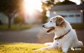宠物犯错怎么办?快速清洁指南!