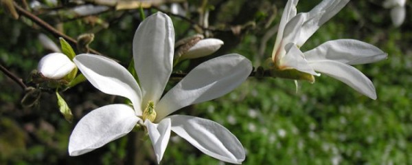 白兰花可以种在庭院吗