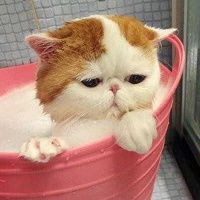 房间客厅要消毒买什么消毒水