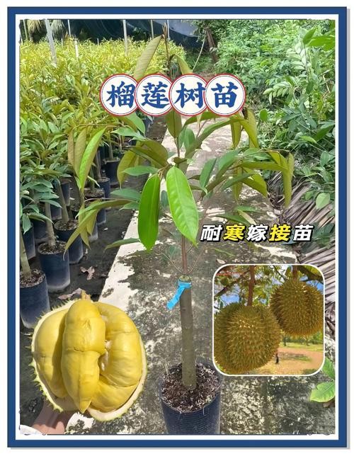 5种榴莲向日葵家庭种植技巧+3种水果搭配公式，免费版健康生活指南