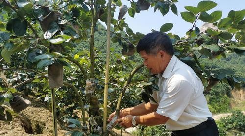 小柿子的浇水施肥技巧是什么？