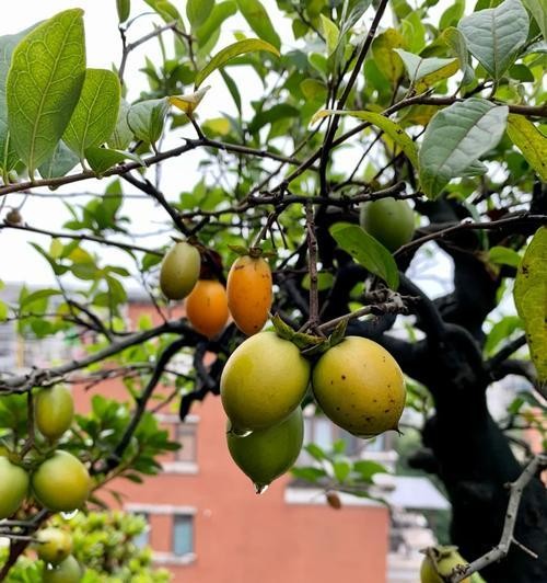 小柿子的浇水施肥技巧是什么？
