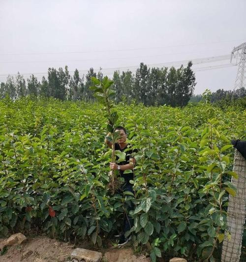 小柿子的浇水施肥技巧是什么？