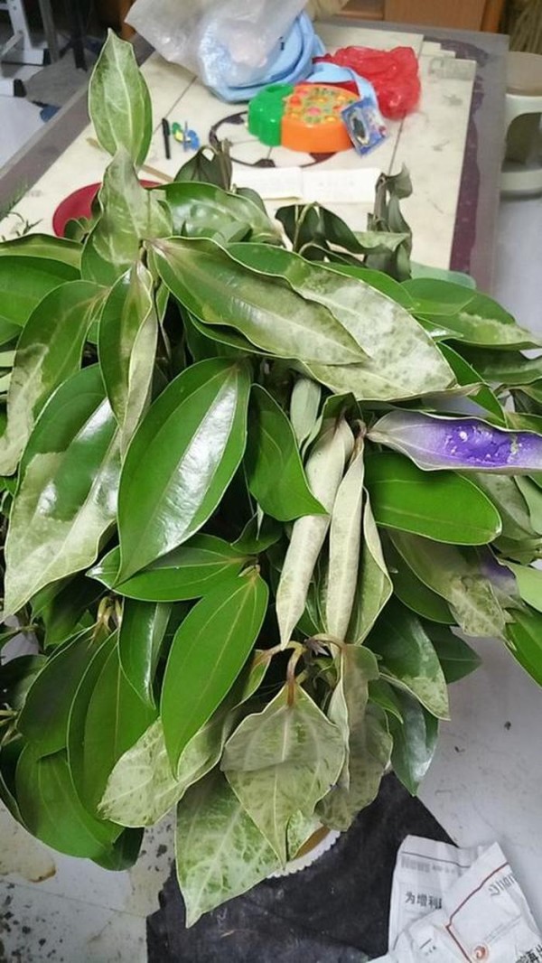 没有毒的花卉有哪些 无毒的室内大型绿植