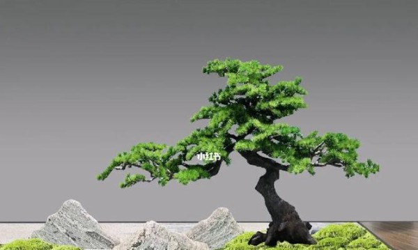 适合窗口造景的植物有哪些？