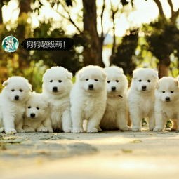 萌宠秘籍,必看宠物宝典!