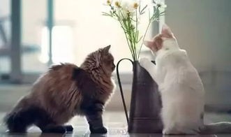 猫咪生活圈:宠物秘籍分享站