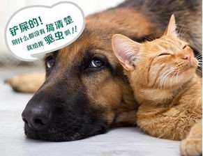 宠物领养攻略，狗狗清洁养护秘籍！