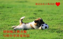 宠物领养攻略，狗狗清洁养护秘籍！