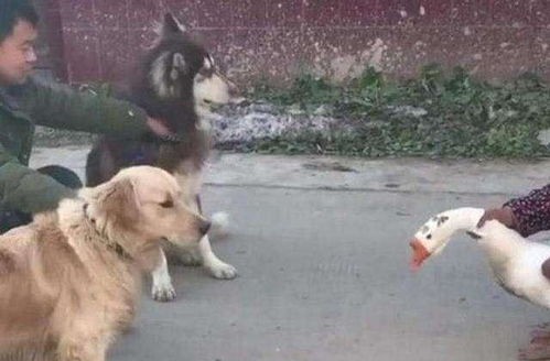 狗狗回家适应与照顾攻略