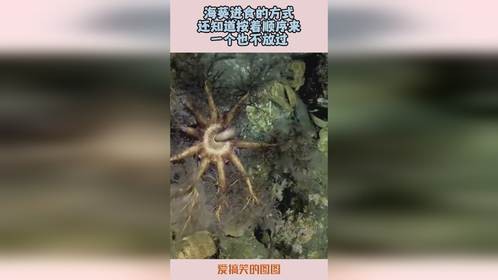 海葵进食的方式，还知道按着顺序来，一个也不放过！