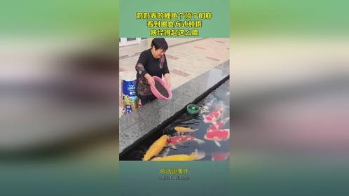 奶奶养的鲤鱼个顶个的胖，看到喂食方式顿悟，啥经得起这么喂！