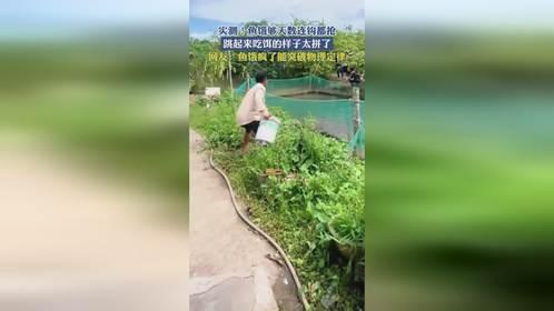 实测！鱼饿够天数连钩都抢，跳起来吃饵的样子太拼了！