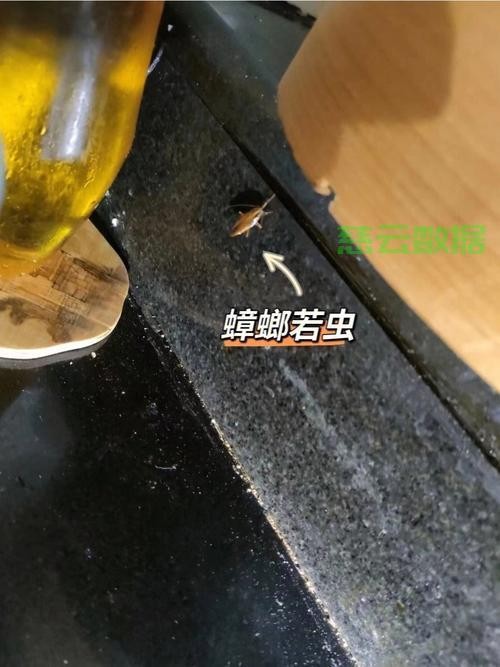 高效除蟑螂秘籍，轻松解决家居蟑螂烦恼！ 第3张