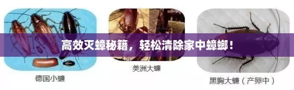 高效灭蟑秘籍，轻松清除家中蟑螂！