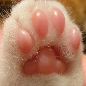 猫猫爪花精头像
