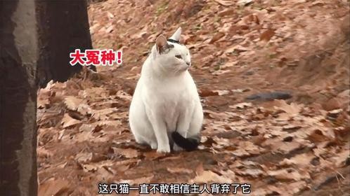 猫咪不信主人丢掉了自己，苦苦等了90天，最终化悲痛为食欲