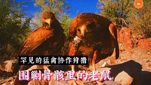 美国荒野，凶悍金雕组成猛禽狩猎联盟，合力围剿四处躲藏的老鼠。