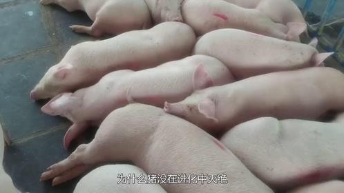 为什么猪没在进化中灭绝？快看看它的祖先是谁，你可能就懂了