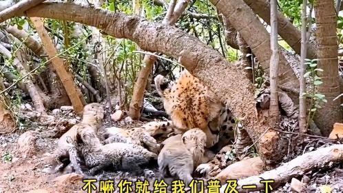 母豹一胎生下五个孩子