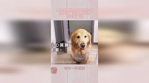 女子生病好几天不吃不喝，狗狗含着鸡蛋来床边，它还跳着走！