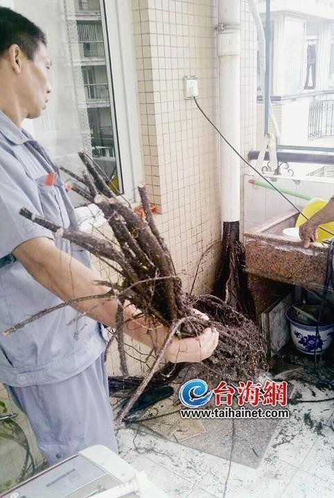 工作人员清理树枝