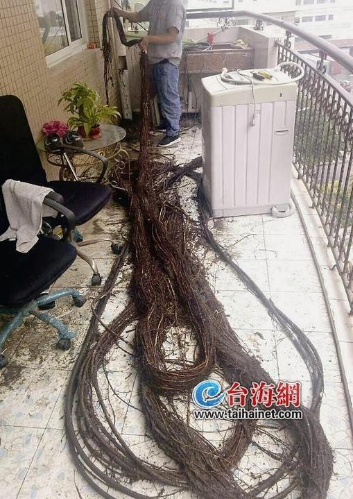 从下水道里长出的树枝