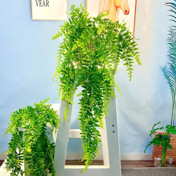 植物