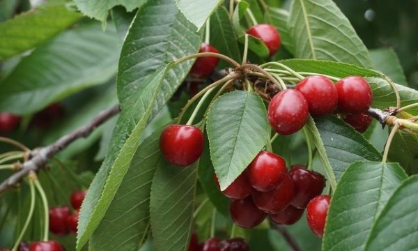 高尿酸是“吃”出来的？四类食物，请拉入黑名单