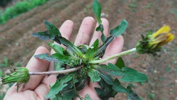 高尿酸是“吃”出来的？四类食物，请拉入黑名单