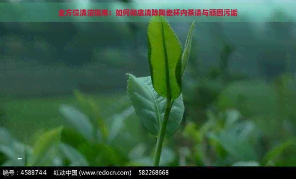 全方位清洁指南：如何彻底清除陶瓷杯内茶渍与顽固污垢