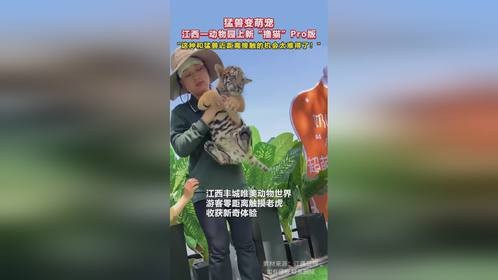 猛兽变萌宠！江西动物园上新撸猫Pro版