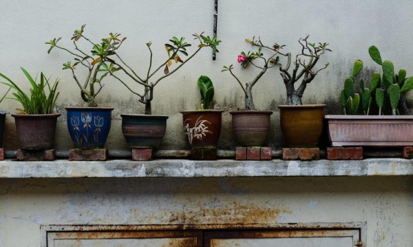 迷你型观叶植物绿化装饰