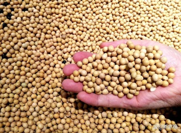 美国对华大豆出口销售总量降低7.8%