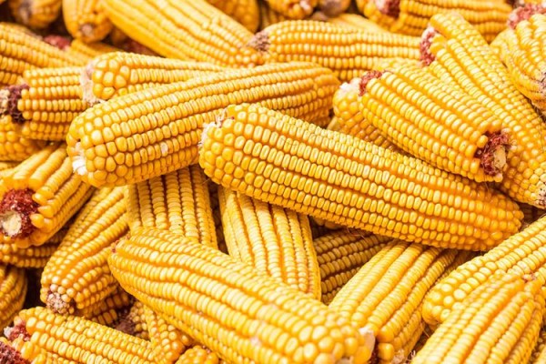 全球玉米产量调低100万吨,仍将比上年增加4.2%