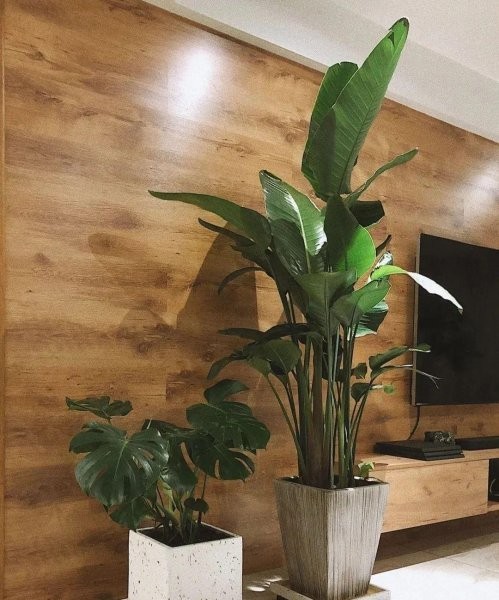 办公室绿色植物摆放