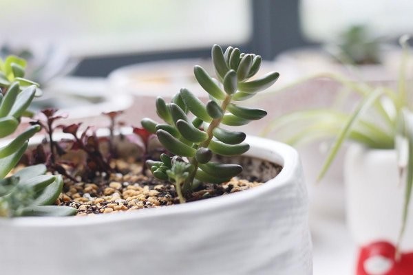 办公室绿色植物摆放