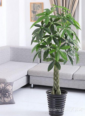 客厅植物如何摆放，客厅植物摆放风水有哪些讲究