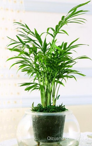 客厅植物如何摆放，客厅植物摆放风水有哪些讲究