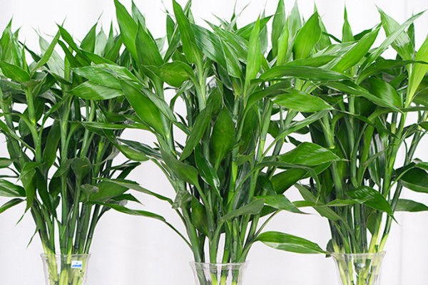 家里植物摆放风水
