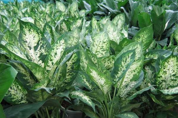 家里植物摆放风水