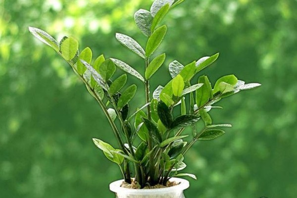 家里植物摆放风水