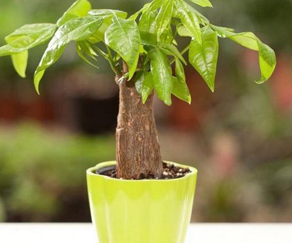 家中养殖植物技巧