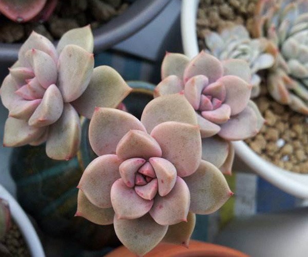 植物养殖技巧有哪些