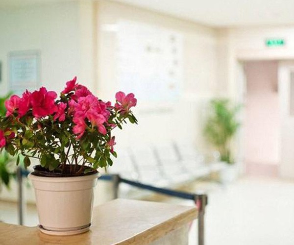 养殖植物有哪些实用技巧