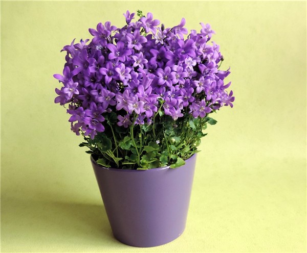 家养植物养护方法有哪些