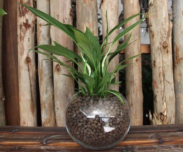家养植物有哪些养护方法