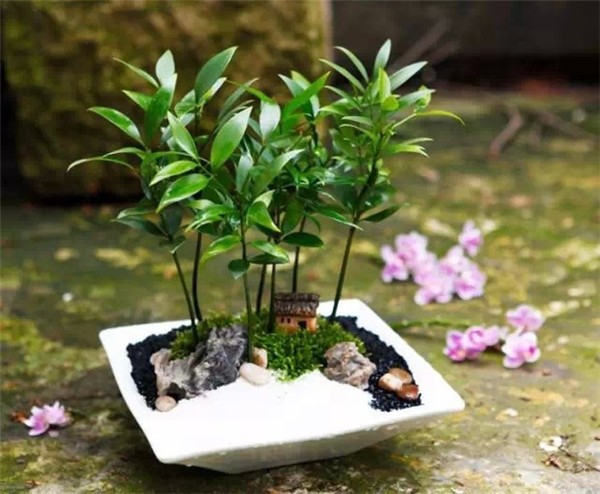 植物