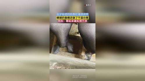 女子发现妈妈养的猪很讲究，喂猪的食槽还做了干湿分离，网友：看起来确实很干净