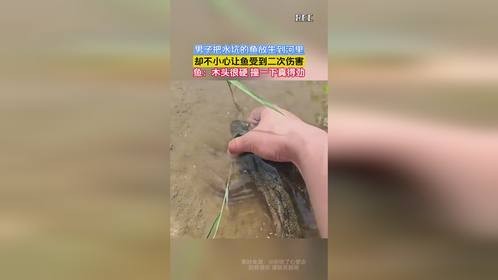 男子把水坑的鱼放生到河里，却不小心让鱼受到二次伤害，鱼：木头很硬 撞一下真得劲